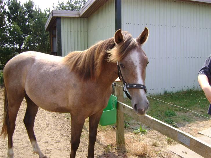 Cruzado solgt billede 13
