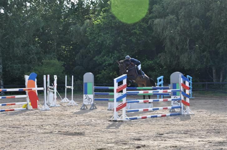 Holstener Claudi (Solgt) billede 16