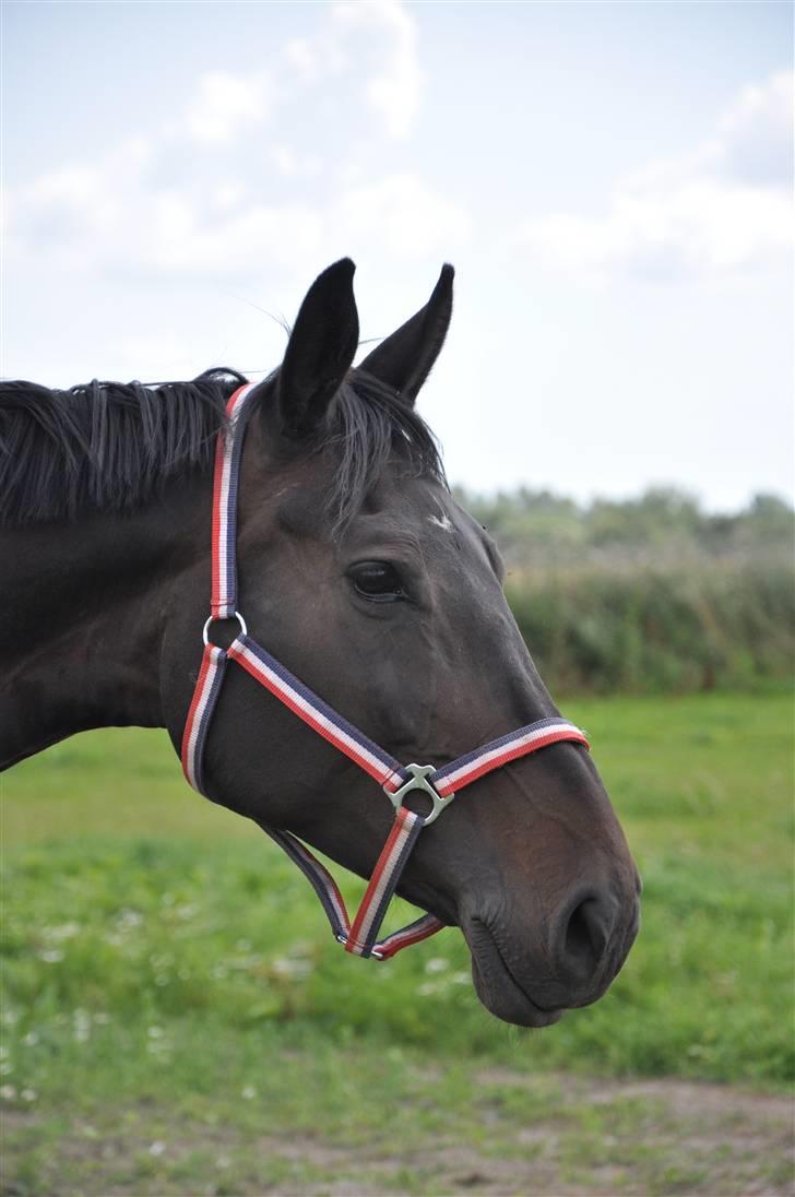 Holstener Claudi (Solgt) billede 17