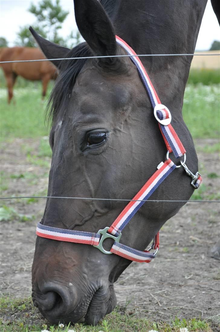 Holstener Claudi (Solgt) billede 18