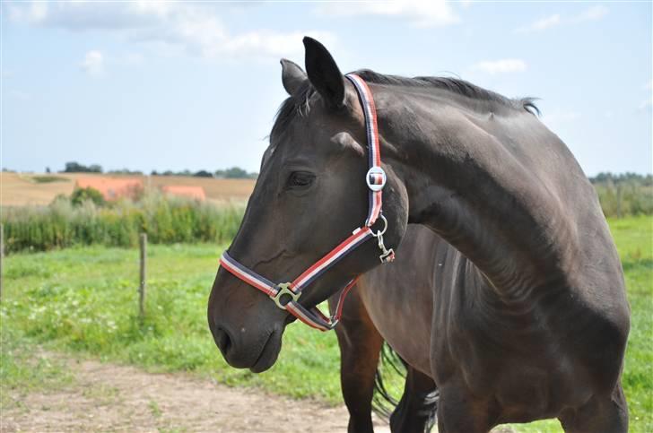 Holstener Claudi (Solgt) billede 19