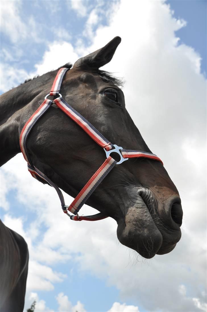 Holstener Claudi (Solgt) billede 20