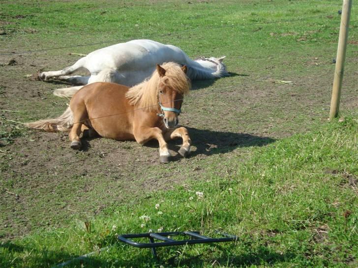 Shetlænder Max Solgt billede 9
