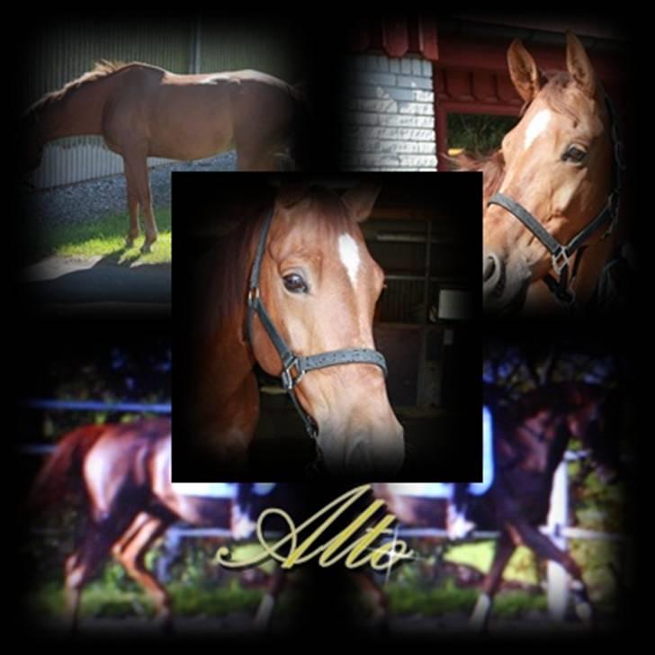 Pinto Alto India (SOLGT!) :'( - Alto, Mixed by Me      On the picture: Alto billede 11