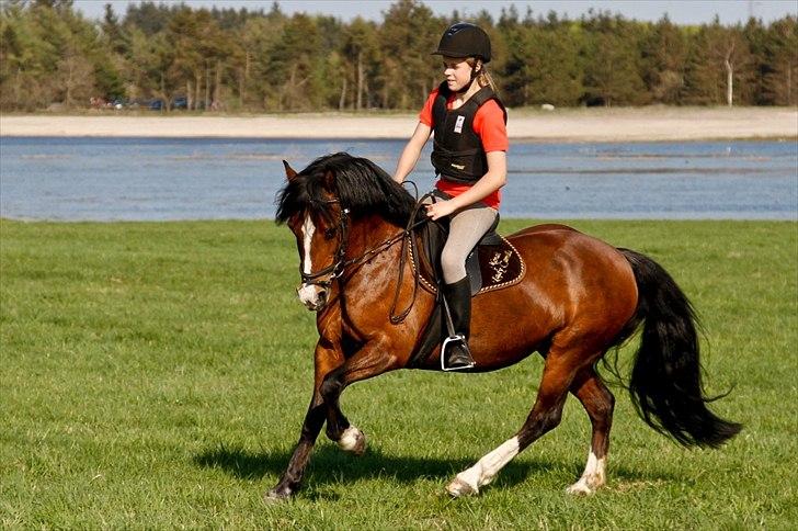 Welsh Pony af Cob-type (sec C) | MENAI LADY CAMILLA *tortillen* - Piiift, nogen der sagde smuk pony??:-*. billede 14