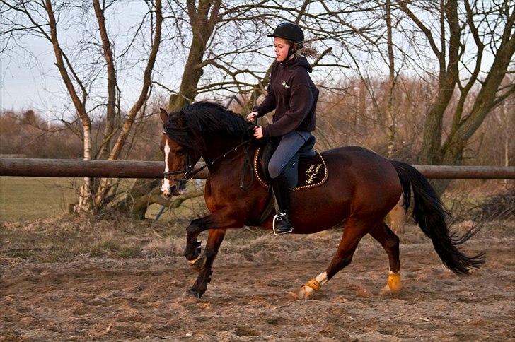 Welsh Pony af Cob-type (sec C) | MENAI LADY CAMILLA *tortillen* - loveya´! billede 2