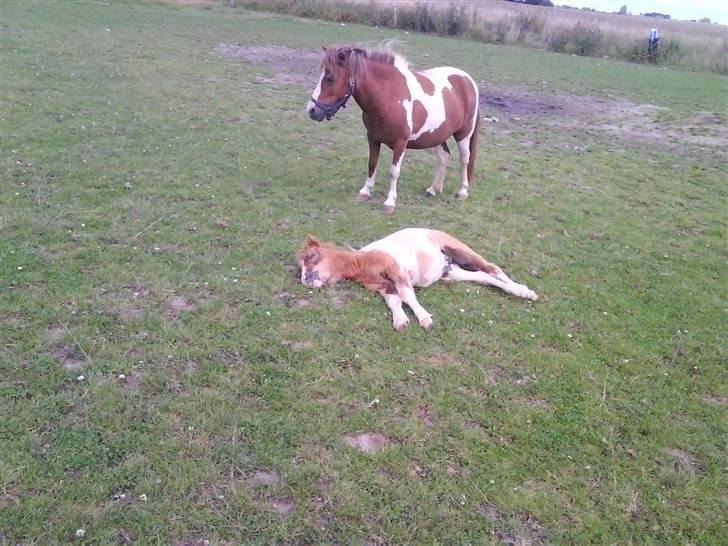 Shetlænder Prins - så ta´r vi lig en slapper 8D billede 10