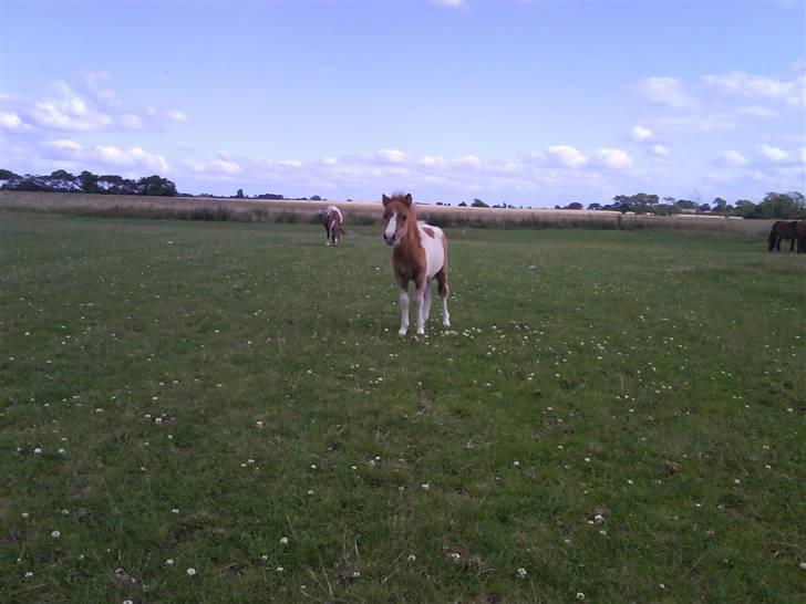 Shetlænder Prins - Prins løb efter mig og Charlie da vi gik (; billede 11