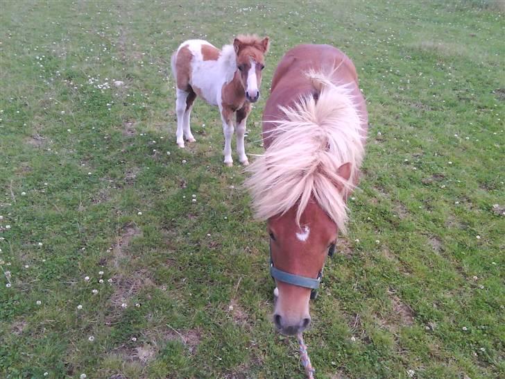 Shetlænder Prins - Storebror og lillebror (; billede 12