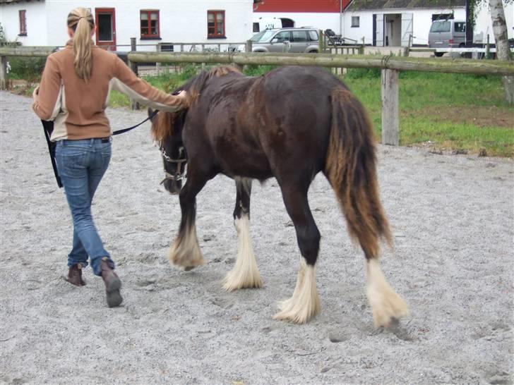 Irish Cob <3White Horse Purple Rain - På ridebanen for anden gang .. 3/8-09 billede 20