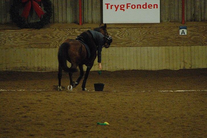 Trakehner †Freja Fifi RIP † - Foto: taget af far lidt sløret PGA for dårlig belysning  billede 11