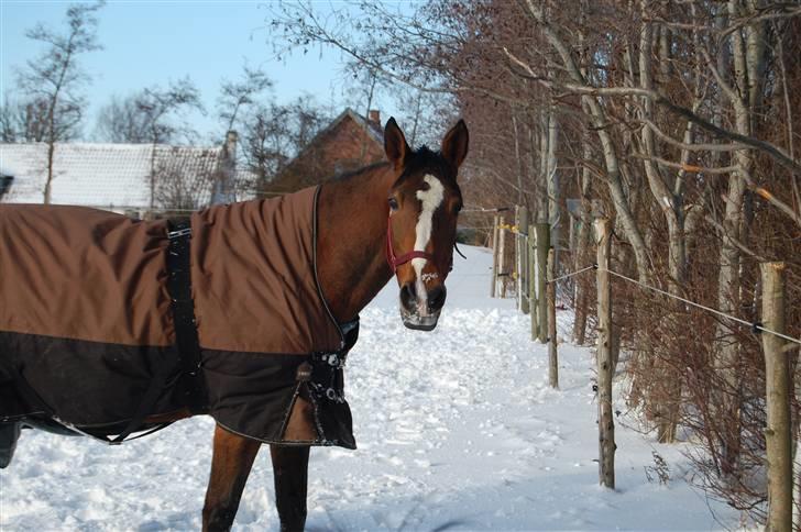 Trakehner †Freja Fifi RIP † - Km-foto billede 12