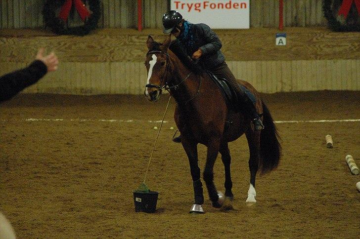 Trakehner †Freja Fifi RIP † - Foto: taget af far lidt sløret PGA for dårlig belysning  billede 13