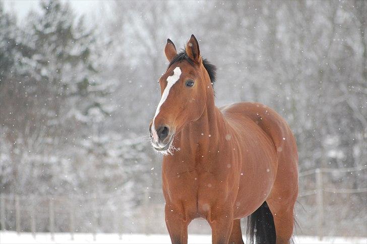 Trakehner †Freja Fifi RIP † - Km-foto billede 14