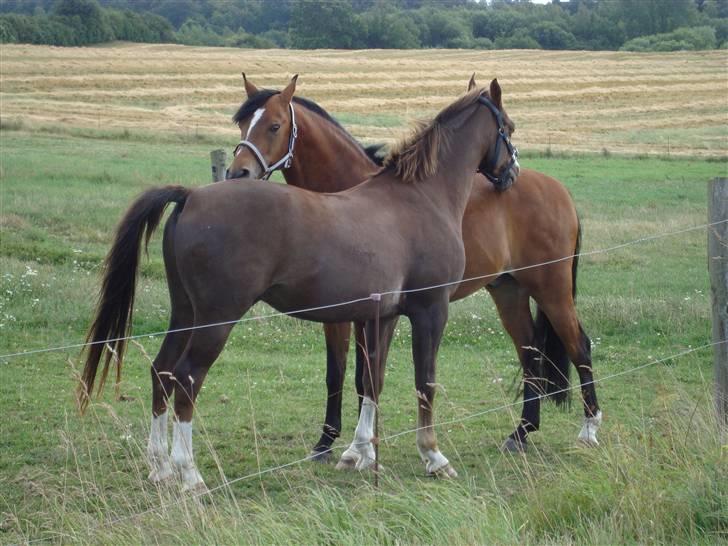 DSP Røgilds kilimanjaro SOLGT - Bamse + Killer = bedste venner 4-ever!! <3 billede 5