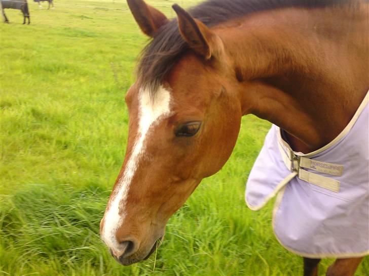 Hollandsk Varmblod Cindy (solgt) billede 14