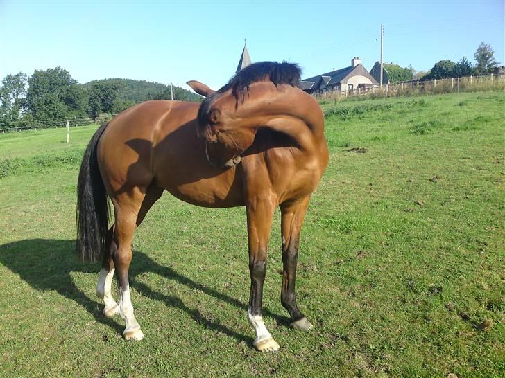 Hollandsk Varmblod Cindy (solgt) billede 15