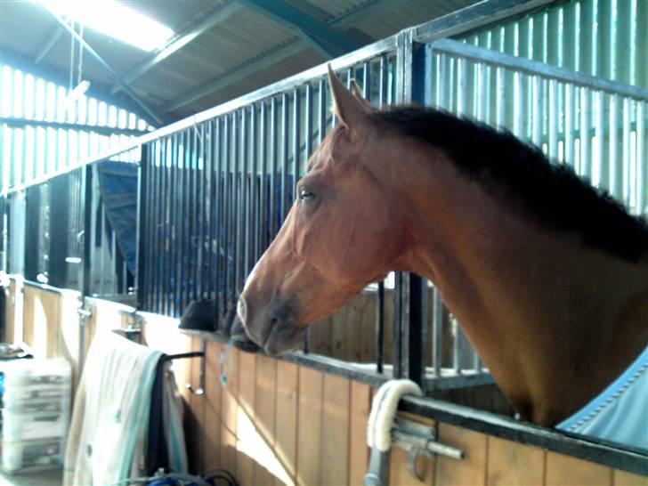 Hollandsk Varmblod Cindy (solgt) billede 16