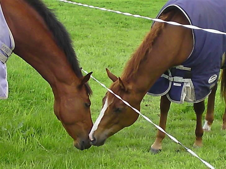 Hollandsk Varmblod Cindy (solgt) billede 18