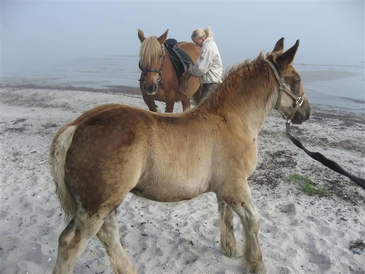 Schleswiger Disney - Første gang ved stranden.... HVAD ER DET.... billede 12