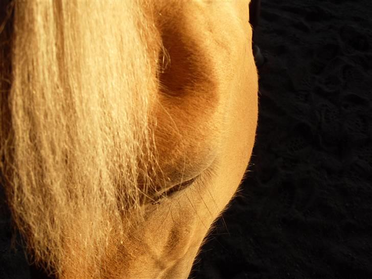 Fjordhest Rosenlunds Chili/ Cicero  - Jeg Elsker Dig Cicero <333  Foto: Mig billede 15