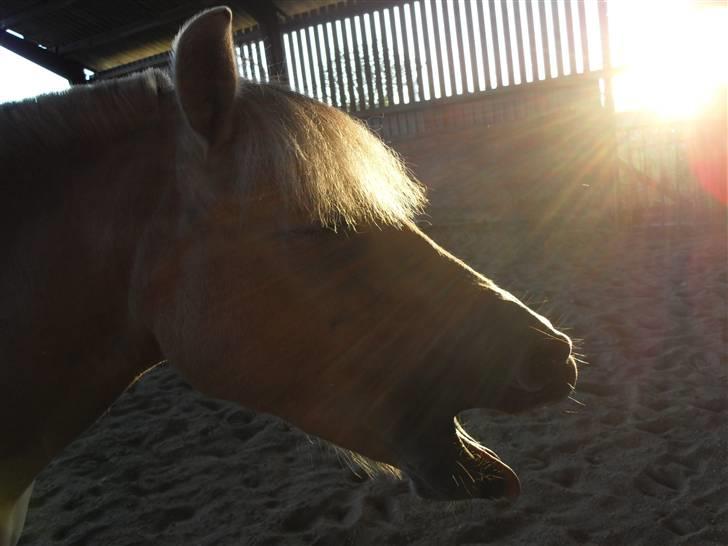 Fjordhest Rosenlunds Chili/ Cicero  - hun blev hvist lidt træt efter rideturen <3  Foto: Mig billede 16