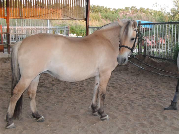 Fjordhest Rosenlunds Chili/ Cicero  - Model billed Foto : mig   hun var så sød den dag xD billede 17