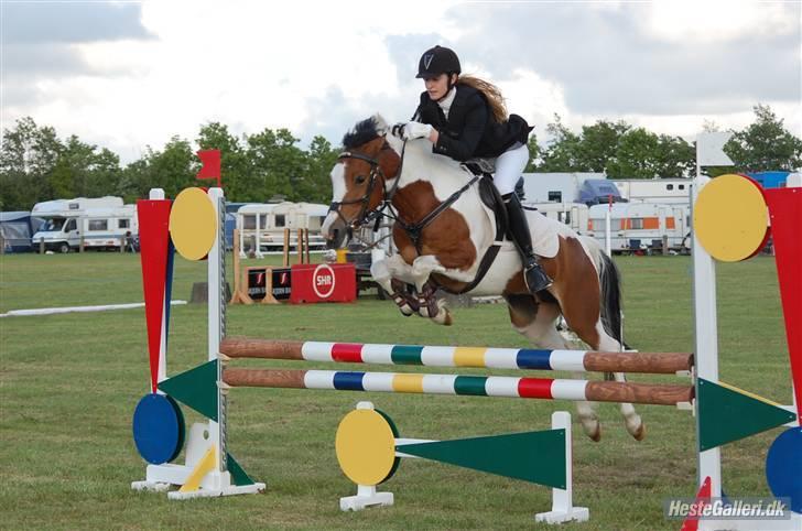 Pinto Julianebjergs Akitta - Velkommen til Julianebjergs Akittas profil! :)  Stævne Sdr. Hygum ´09 (LA) billede 1