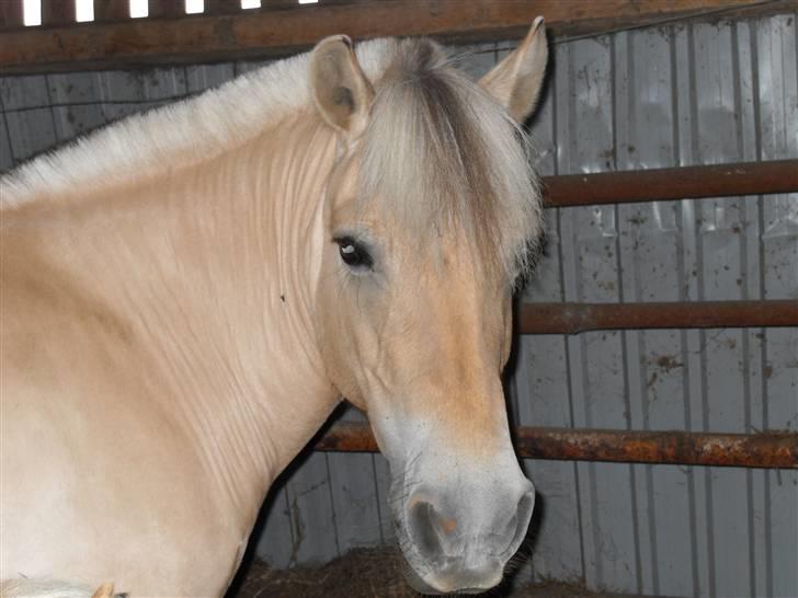 Fjordhest Rosenlunds Chili/ Cicero  - Jeg Elsker Den Hest Mere End Noget Andet <3333 billede 18