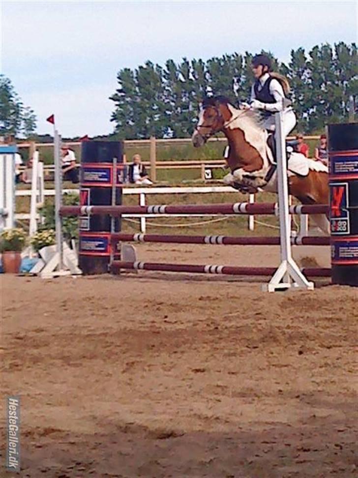 Pinto Julianebjergs Akitta - Stæve PSR ´09 (MB) billede 2