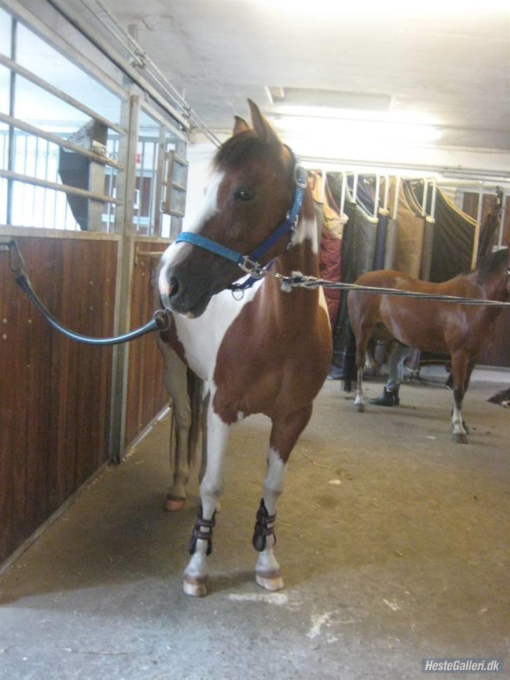 Pinto Julianebjergs Akitta - Nuurh billede 3