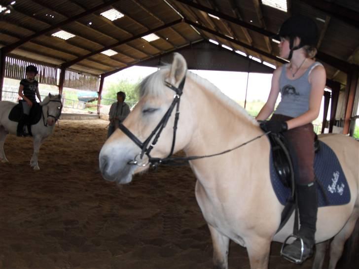 Fjordhest Rosenlunds Chili/ Cicero  - Foto: Christina billede 19