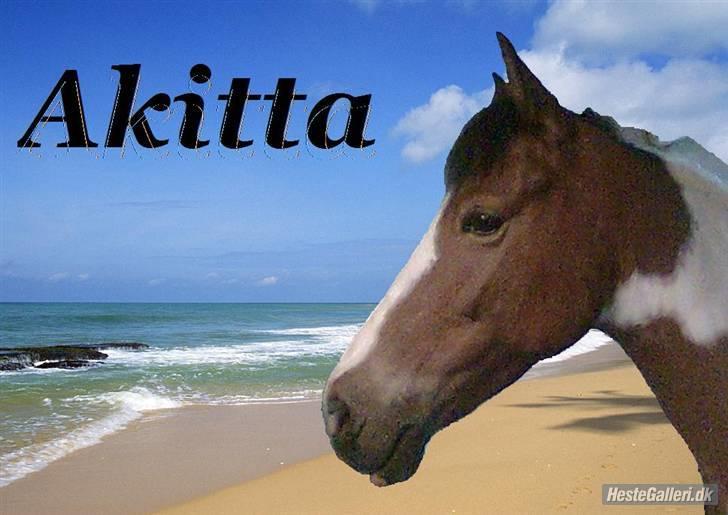 Pinto Julianebjergs Akitta - Lavet af Caroline´miin - tak. :) billede 6