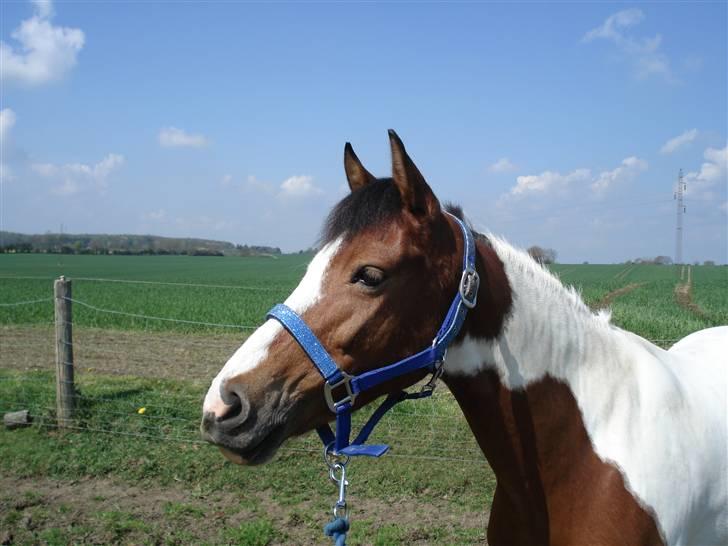 Pinto Julianebjergs Akitta - Fordi Akitta er sødest i; billede 8