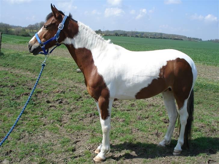 Pinto Julianebjergs Akitta - Fordi Akitta er smukkest i: billede 9