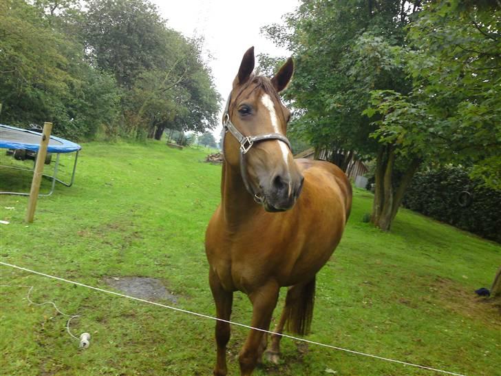 Anden særlig race Flør (gammel part) - velkommen til førs profil. giv gerne en kommentar:) billede 1