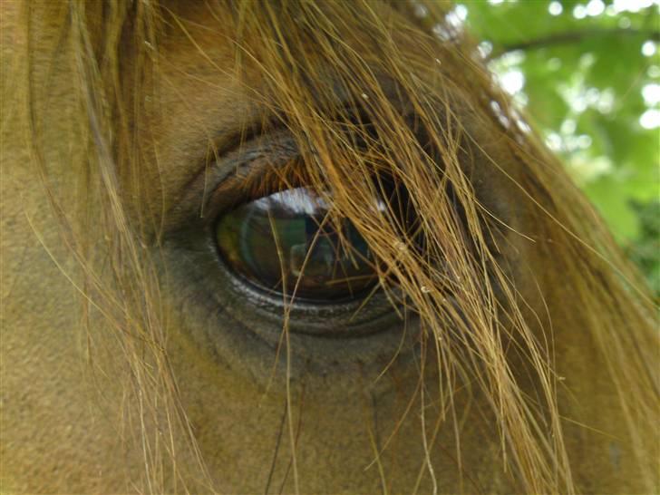 Anden særlig race Flør (gammel part) - flørs smukke øje:) billede 2