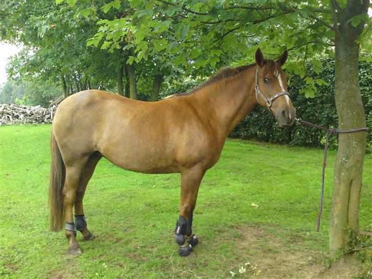 Anden særlig race Flør (gammel part) - hele ponyen. så fin:) billede 3