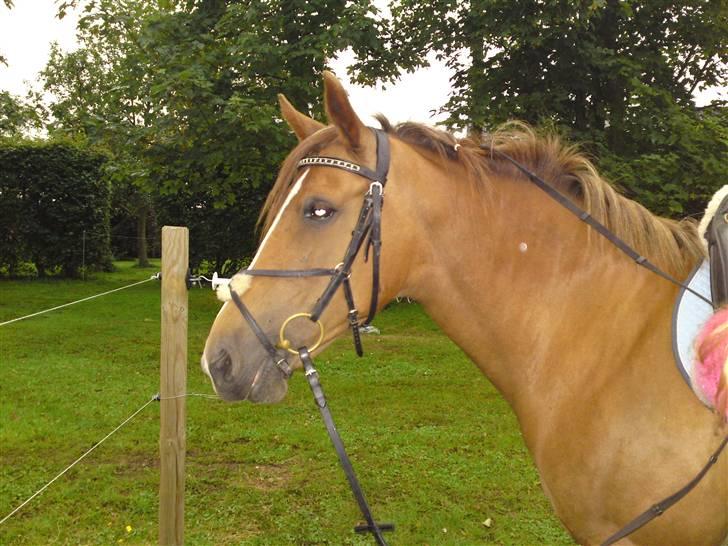 Anden særlig race Flør (gammel part) - flør er klar til at ride:) billede 4