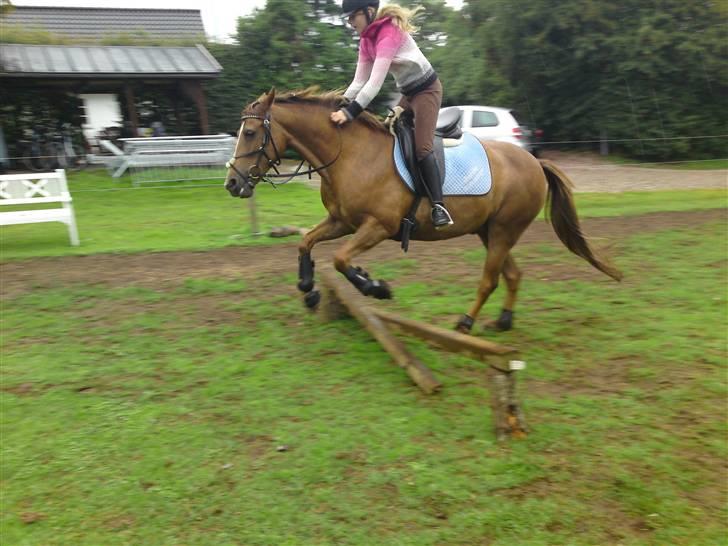 Anden særlig race Flør (gammel part) - spring:) billede 5