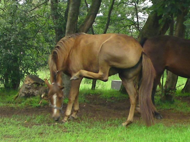 Anden særlig race Flør (gammel part) - det klør:) billede 6