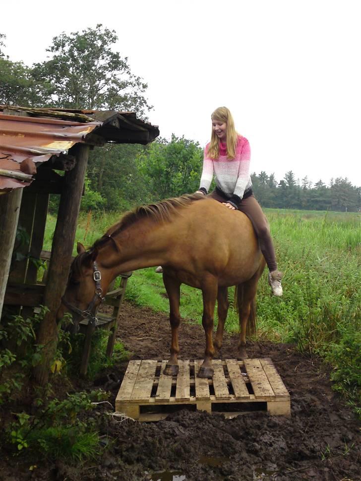 Anden særlig race Flør (gammel part) - hun er så dygtig:) billede 7