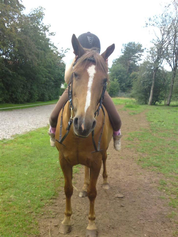 Anden særlig race Flør (gammel part) - vær lidt glad flør:) billede 8