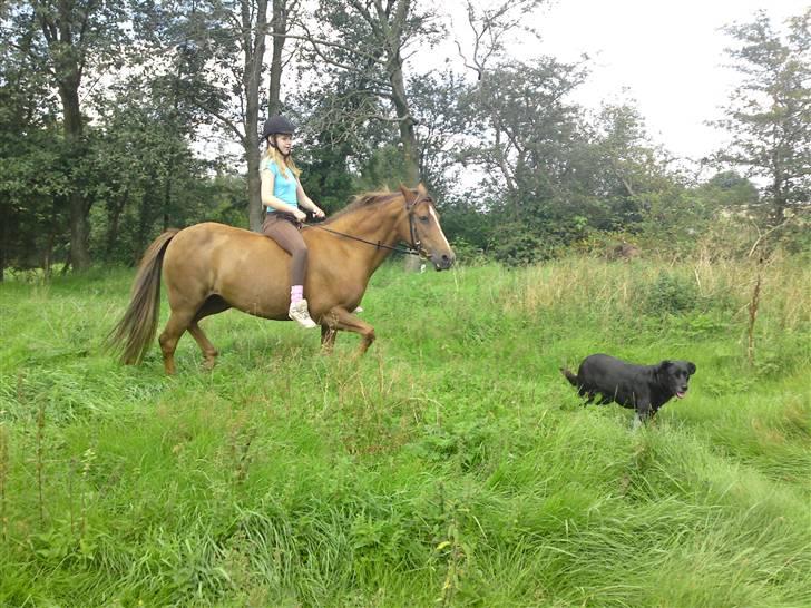 Anden særlig race Flør (gammel part) - leger fangeleg med hunden:) billede 9
