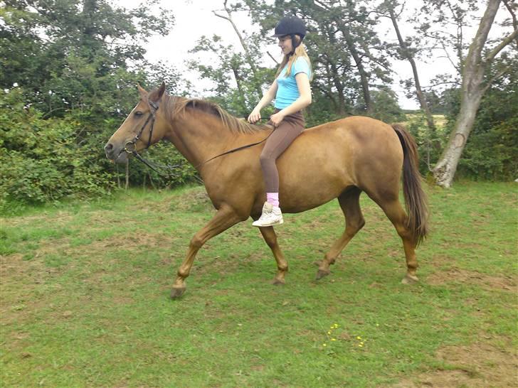 Anden særlig race Flør (gammel part) - uden saddel:) billede 10