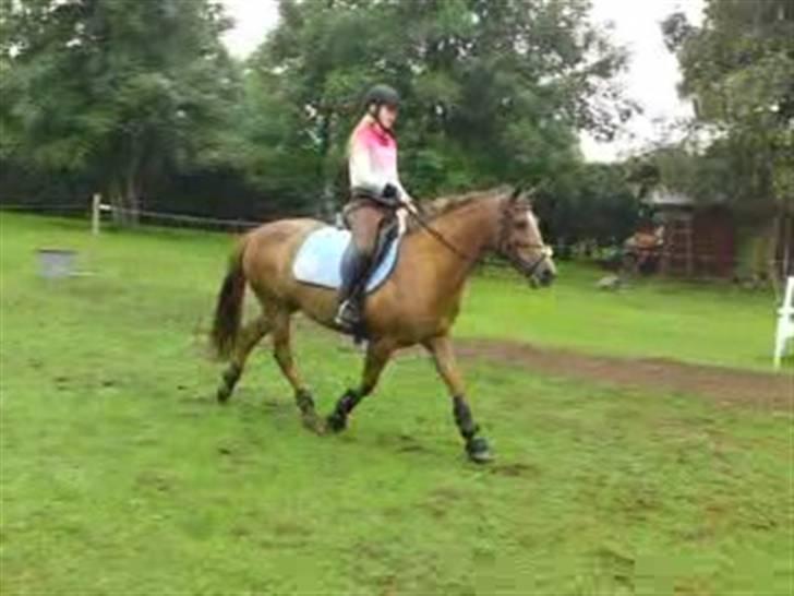 Anden særlig race Flør (gammel part) - dressur:) billede 13