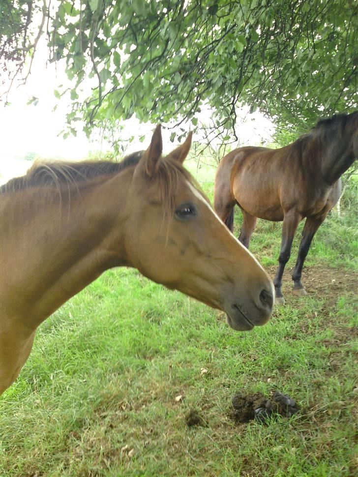 Anden særlig race Flør (gammel part) - flørs smukke hoved:) billede 15