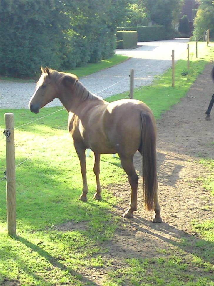 Anden særlig race Flør (gammel part) - hvad er det?:) billede 16