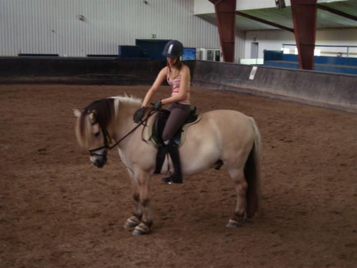 Fjordhest *Tjalfe* billede 16