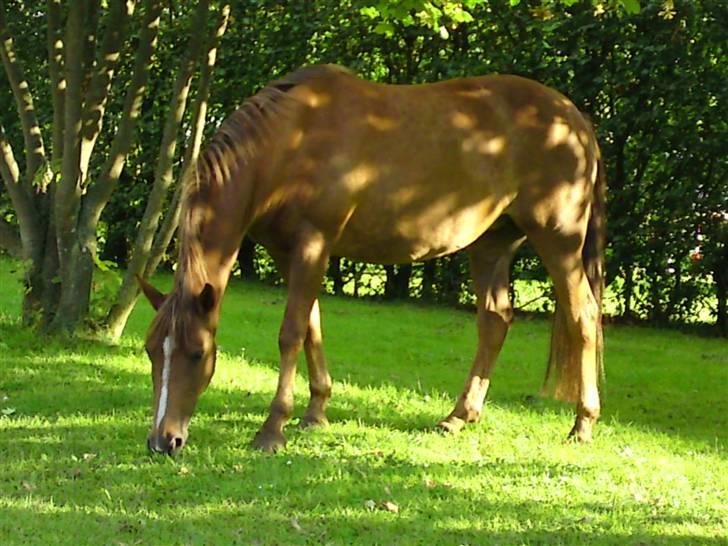 Anden særlig race Flør (gammel part) - flør græsser:) billede 17